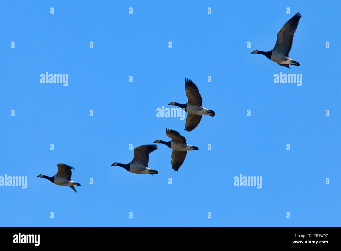 Barnacle geese flying, Branta leucopsis, Caerlaverock WWT, Dumfries, Scotland Stock Photo