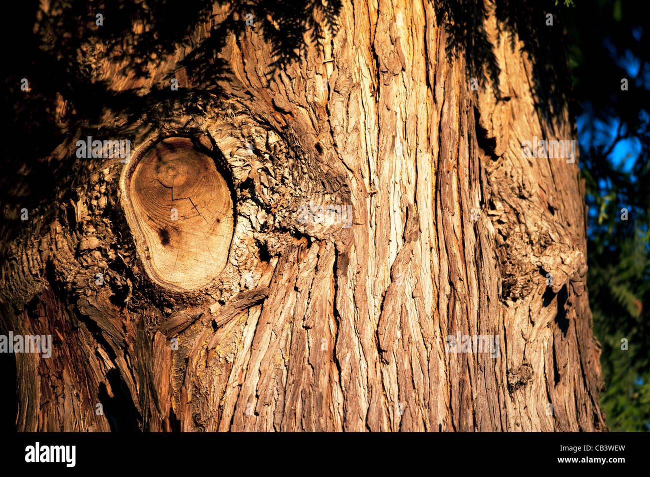 A bark of Western red cedar Stock Photo
