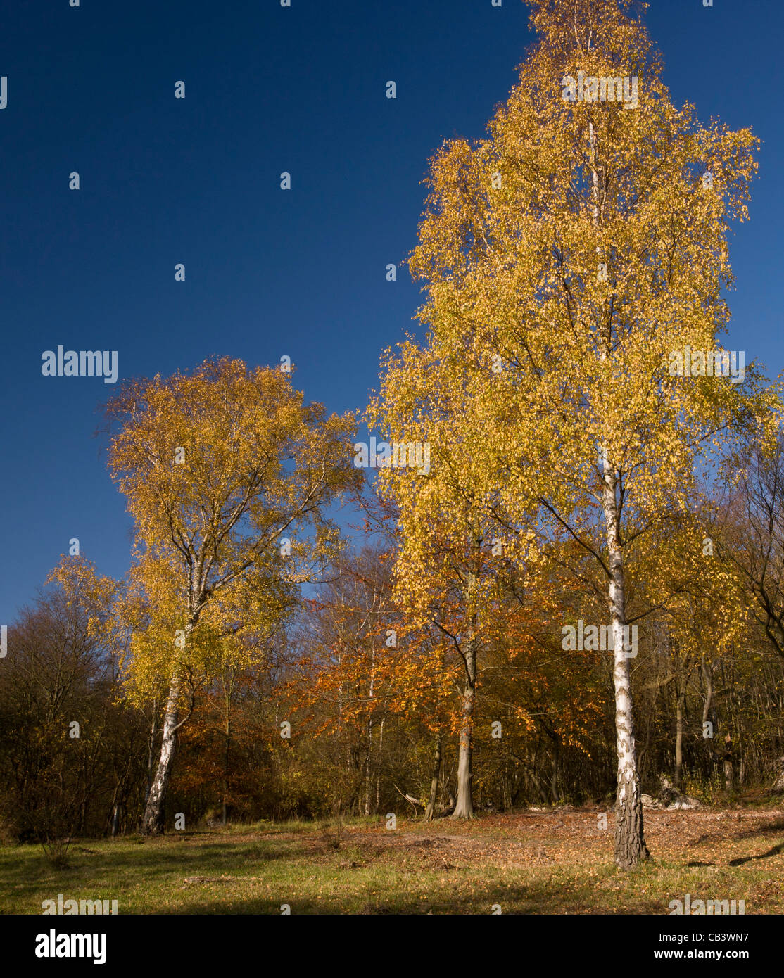 Silver Birch (Betula pendula) in autumn, in Birch Wood; Plantlife Reserve at Ranscombe Farm, Kent. Stock Photo