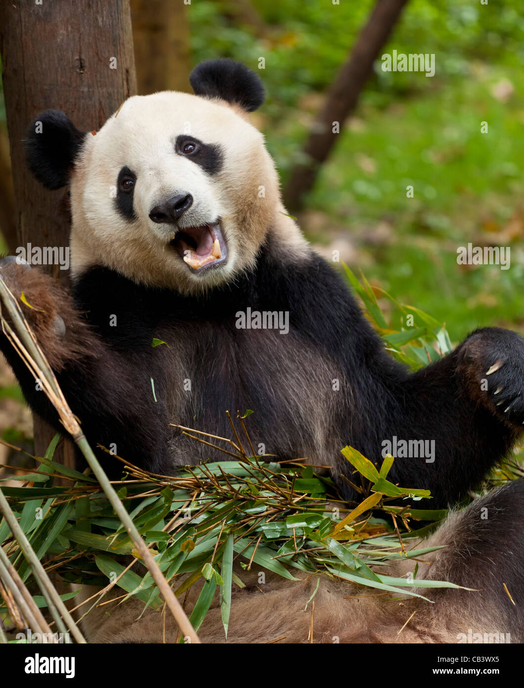 Giant Panda, Ailuropoda melanoleuca Panda Breeding and research centre, Chengdu PRC, People's Republic of China, Asia Stock Photo