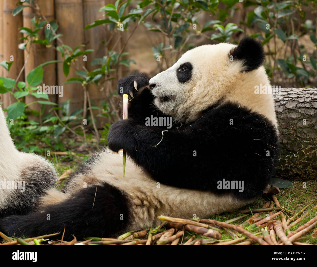Giant Panda, Ailuropoda melanoleuca Panda Breeding and research centre, Chengdu PRC, People's Republic of China, Asia Stock Photo