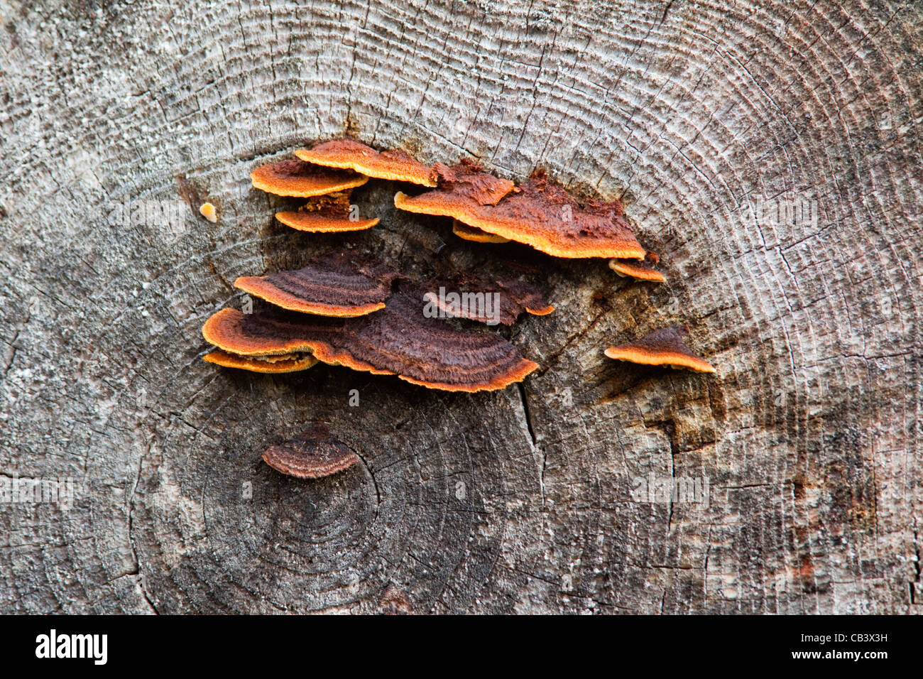 Bracket fungus, Inonotus radiatus, Kielder forest, Redesdale, Northumberland, UK Stock Photo