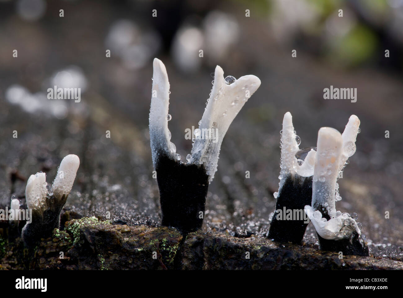 Candle-snuff fungus, Xylaria hypoxylon in Great Wood; Plantlife Reserve at Ranscombe Farm, Kent. Stock Photo