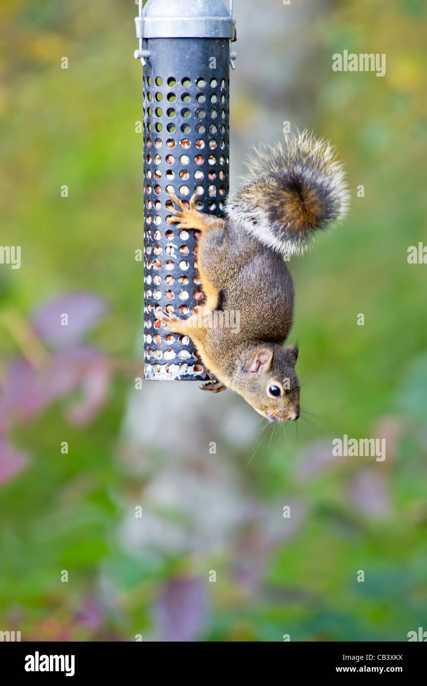 Squirrel animal eat food edible tree trees forest Autumn deft nimble