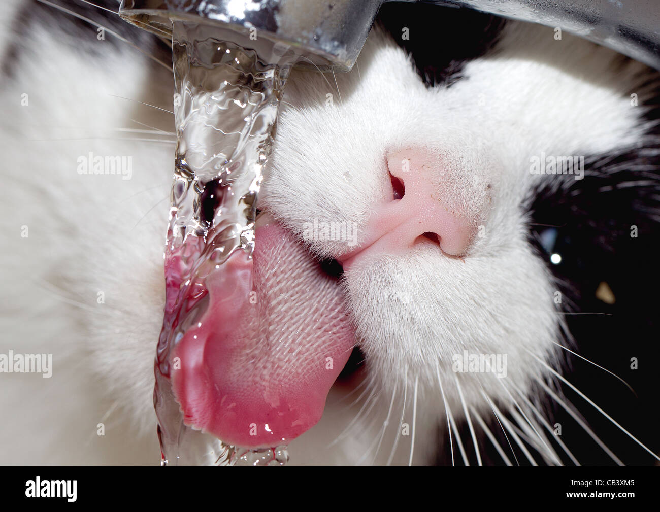Cat drinking from a Tap Stock Photo
