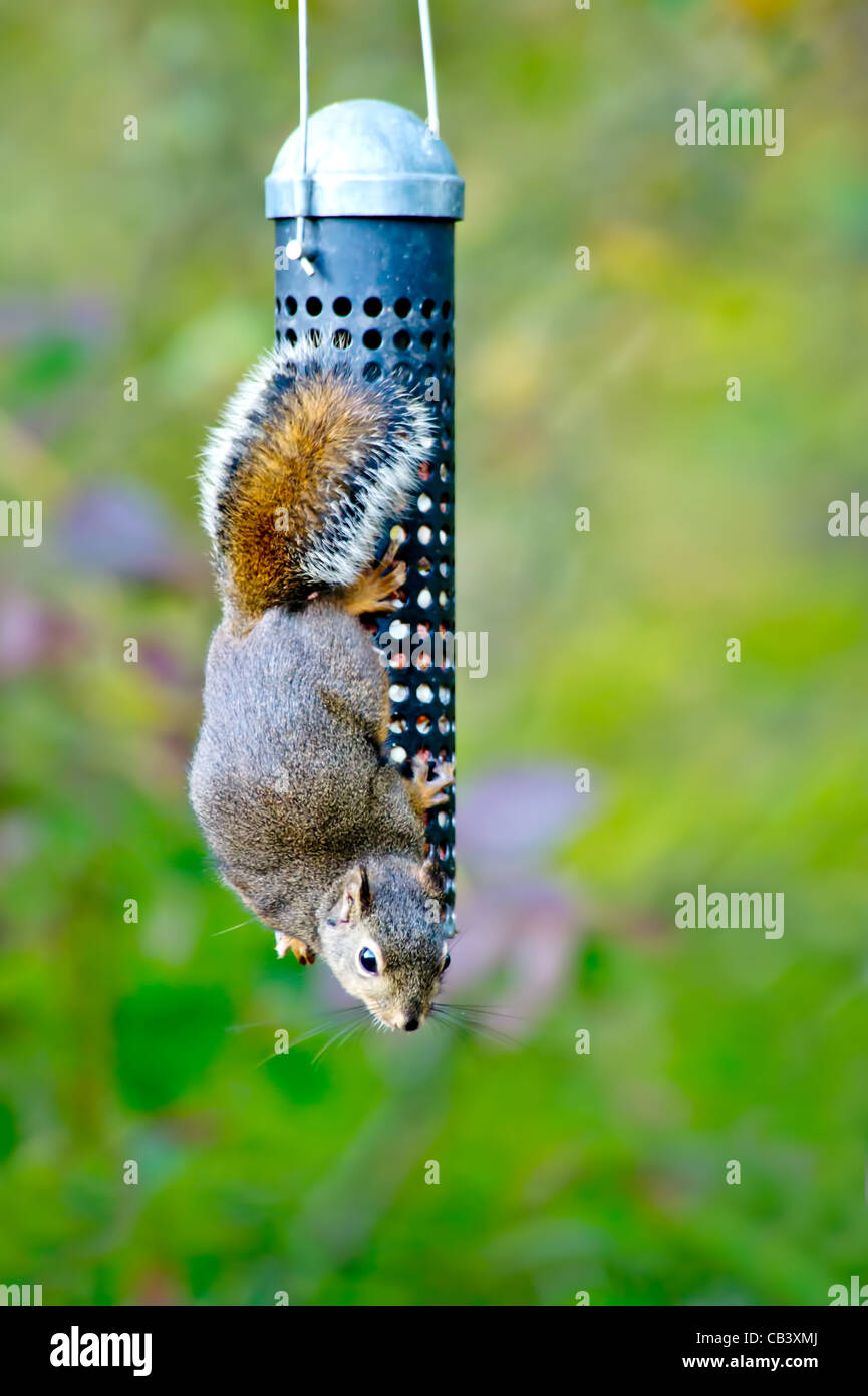 Squirrel animal eat food edible tree trees forest Autumn deft nimble climb Vancouver BC Canada