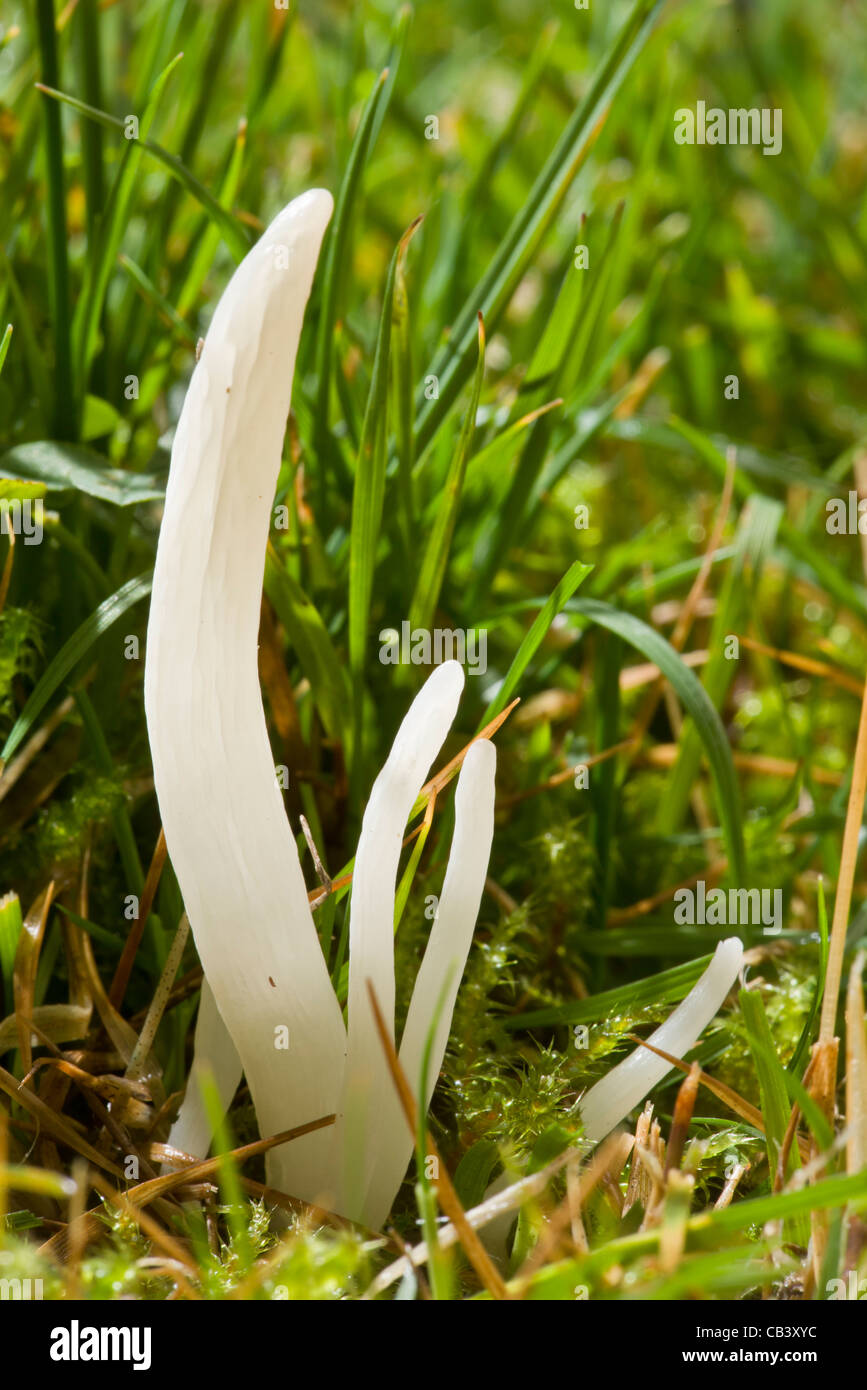 White Spindles fungi, Clavaria fragilis = C. vermicularis, in acid grassland, Quantocks, Somerset. Stock Photo