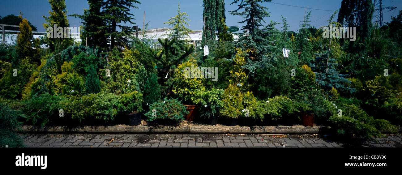 Chessington Garden Centre Conifers Growing Stock Photo