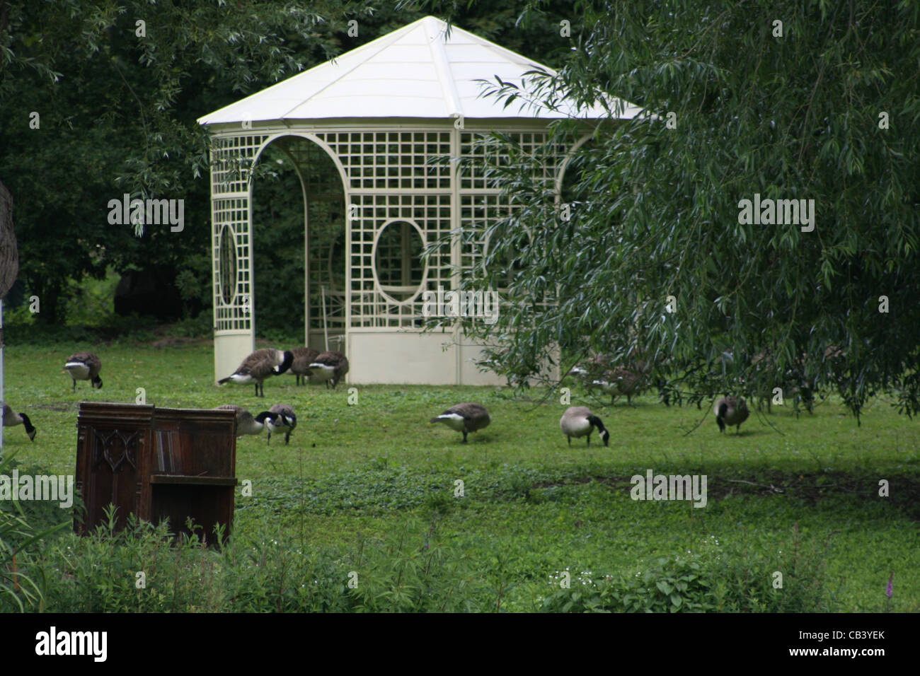 White wooden Garden Gazebo with Canada Geese grazing. Wooden seat in ...