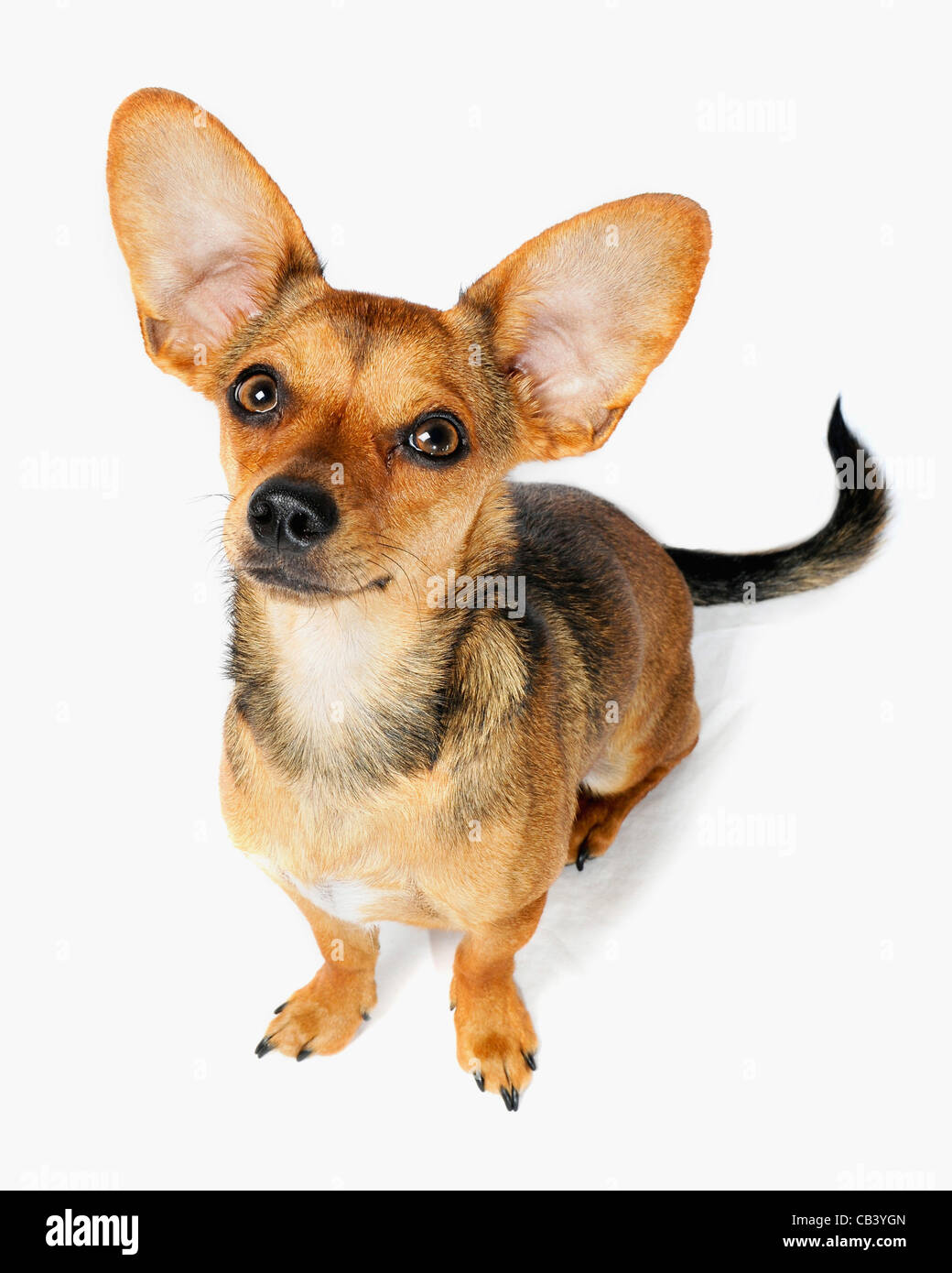 Chiweenie hi-res stock photography images -