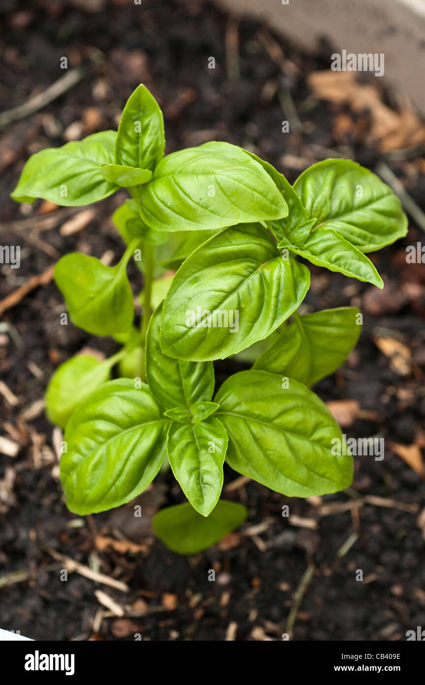 USA, Florida, Jacksonville, Basil growing in garden Stock Photo Alamy
