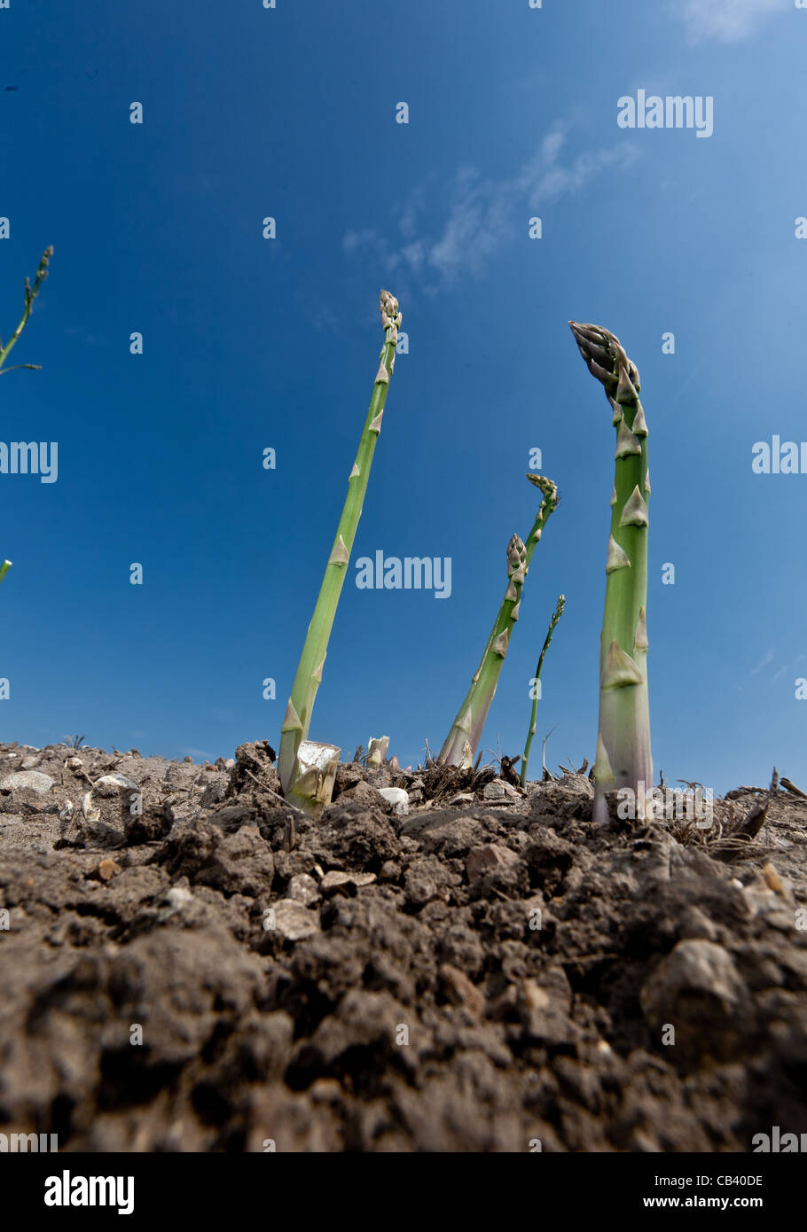 Asparagus being grown and picked at Garsons nursery in Esher surrey