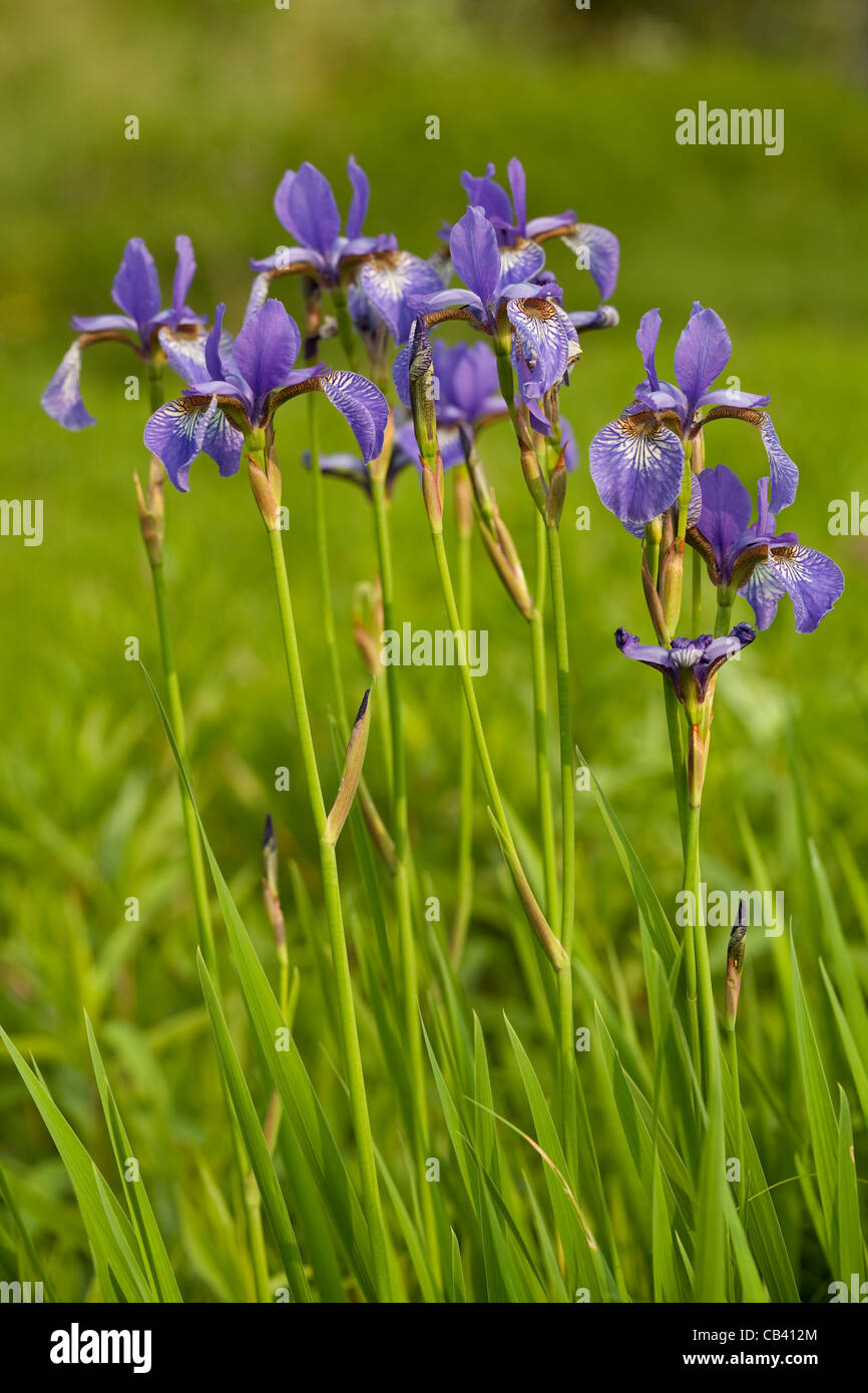 purple iris on stem on green background Stock Photo