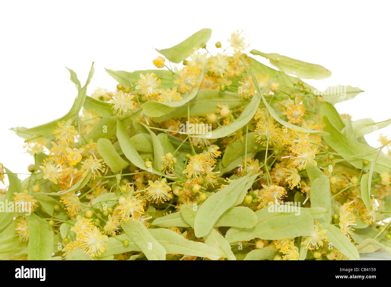 heap fresh flower with of linden tree Stock Photo