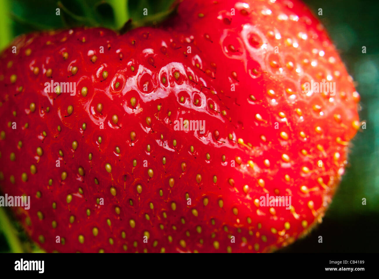 Strawberries grown out doors on trellis tables still on the plant Stock