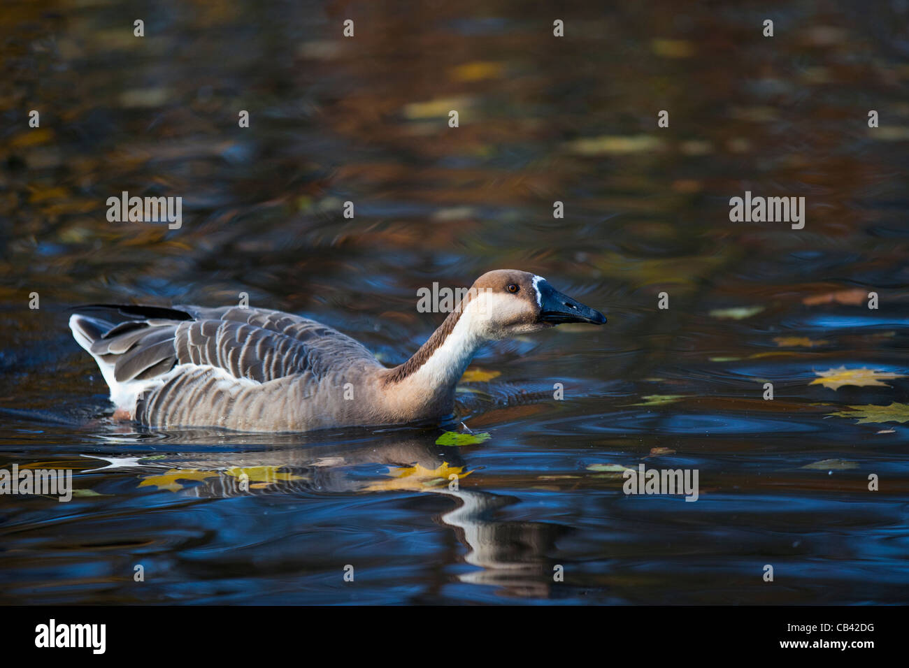 Swan goose (Anser cygnoides) in Autumn on pond   Waterfowl at Martin Mere, Lancashire, uk Stock Photo