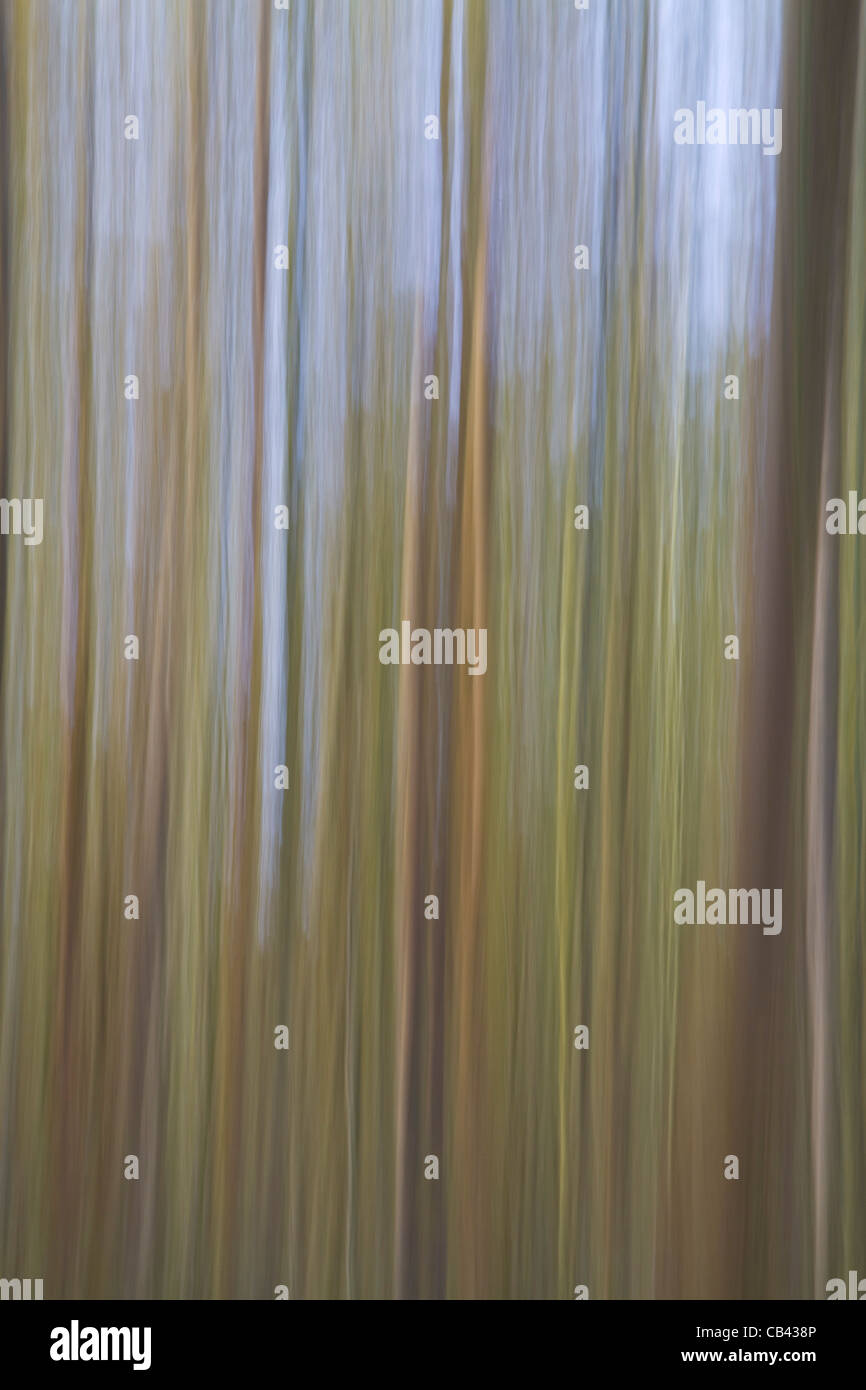 An abstract photograph of trees made by deliberately blurring the shot with vertical movement to create an impressionist image Stock Photo
