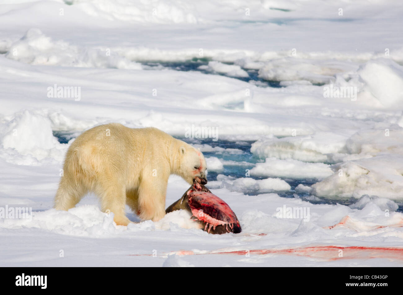 Male Polar Bear (Ursus maritimus), eating a freshly killed Bearded Seal (Erignathus barbatus)  on floating pack ice, Storfjorden, between Spitsbergen and Edgeøya, Svalbard Archipelago, Norway Stock Photo