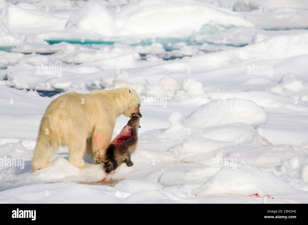 Male Polar Bear (Ursus maritimus), dragging a freshly killed Bearded Seal (Erignathus barbatus) on floating pack ice, Storfjorden, between Spitsbergen and Edgeøya, Svalbard Archipelago, Norway Stock Photo