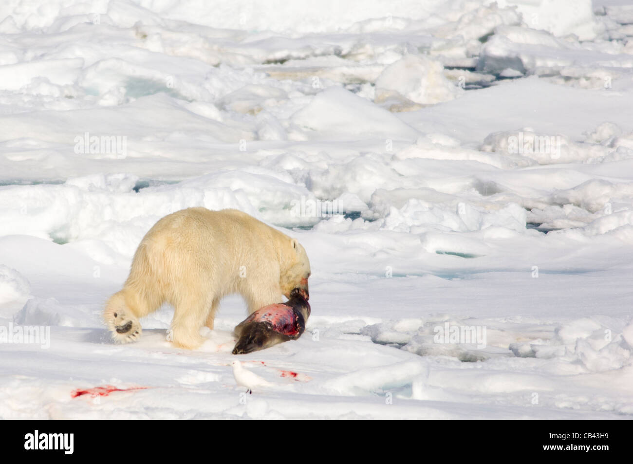Male Polar Bear (Ursus maritimus), dragging a freshly killed Bearded Seal (Erignathus barbatus)  on floating pack ice, Storfjorden, between Spitsbergen and Edgeøya, Svalbard Archipelago, Norway Stock Photo