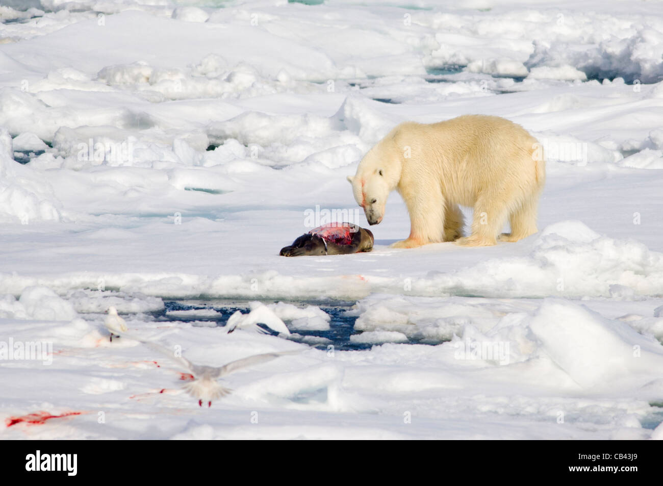 Male Polar Bear (Ursus maritimus), eating a freshly killed Bearded Seal (Erignathus barbatus) on floating pack ice, Storfjorden, between Spitsbergen and Edgeøya, Svalbard Archipelago, Norway Stock Photo