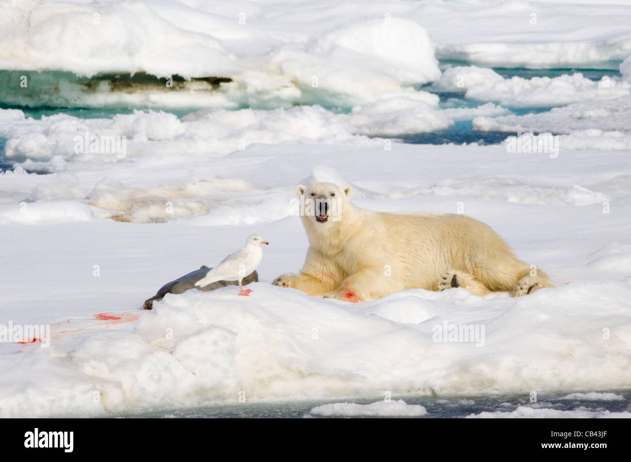 Male Polar Bear (Ursus maritimus), lying next to a freshly killed Bearded Seal (Erignathus barbatus) on floating pack ice, Storfjorden, between Spitsbergen and Edgeøya, Svalbard Archipelago, Norway Stock Photo