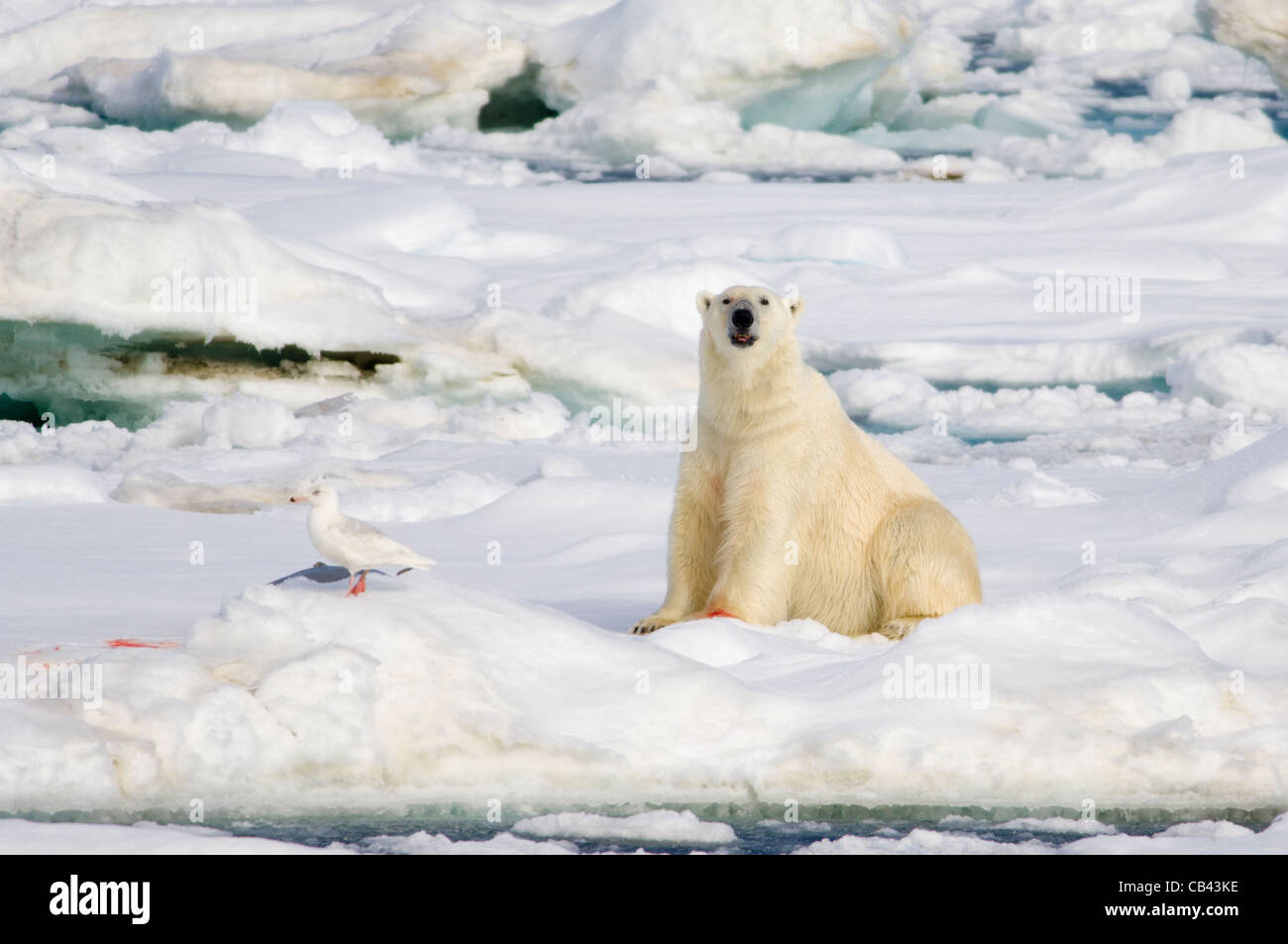 Male Polar Bear (Ursus maritimus), sitting next to a freshly killed Bearded Seal (Erignathus barbatus) on floating pack ice, Storfjorden, between Spitsbergen and Edgeøya, Svalbard Archipelago, Norway Stock Photo
