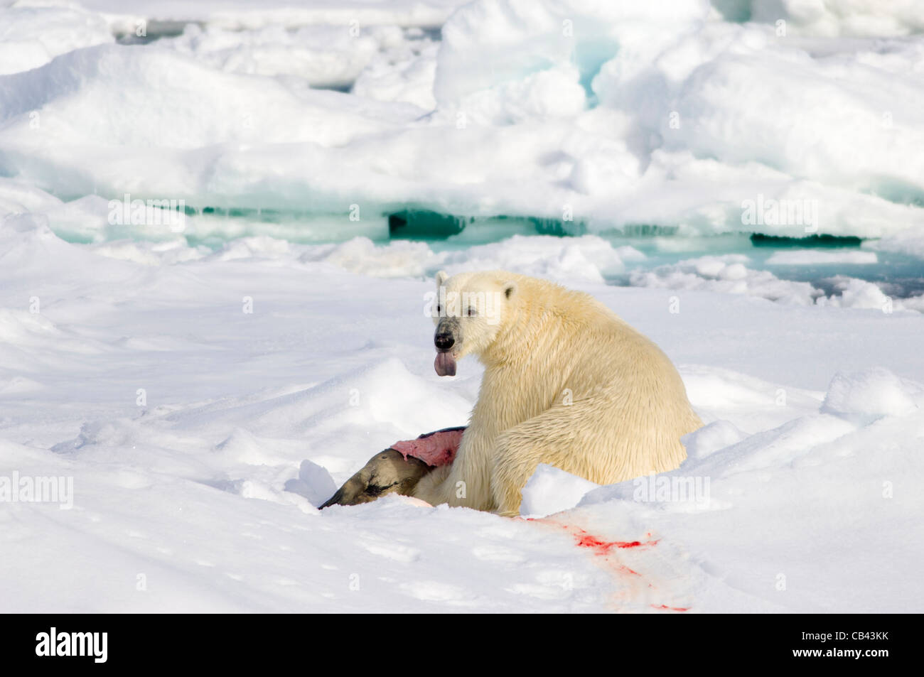 Male Polar Bear (Ursus maritimus), eating a freshly killed Bearded Seal (Erignathus barbatus)  on floating pack ice, Storfjorden, between Spitsbergen and Edgeøya, Svalbard Archipelago, Norway Stock Photo