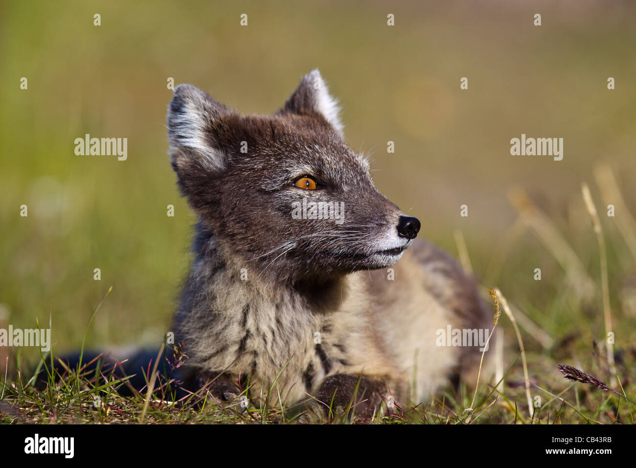 Arctic fox teeth hi-res stock photography and images - Alamy