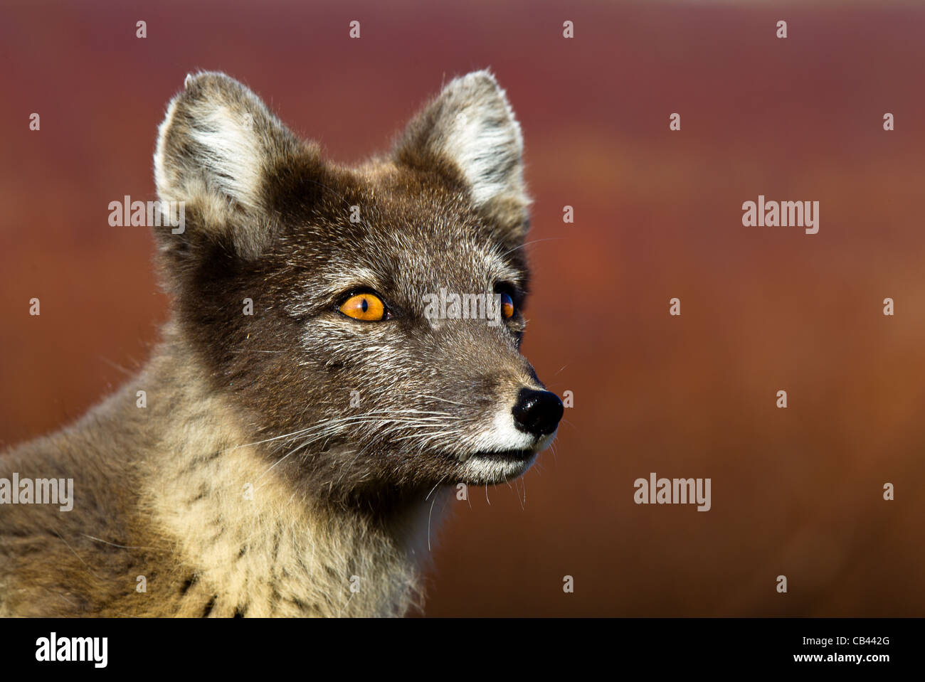 Arctic fox portraits Stock Photo