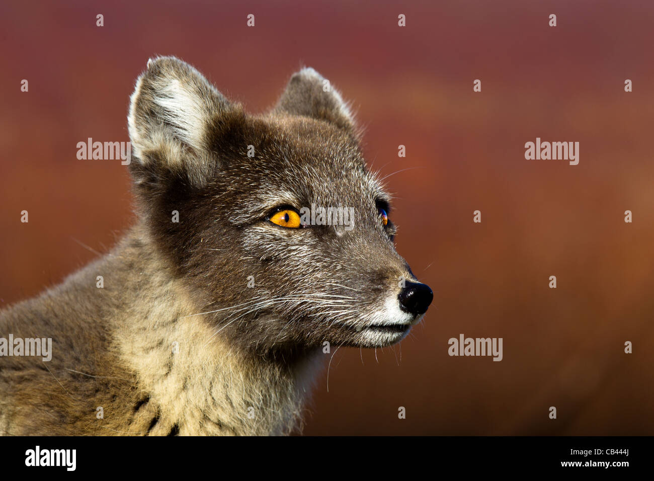 Arctic fox teeth hi-res stock photography and images - Alamy