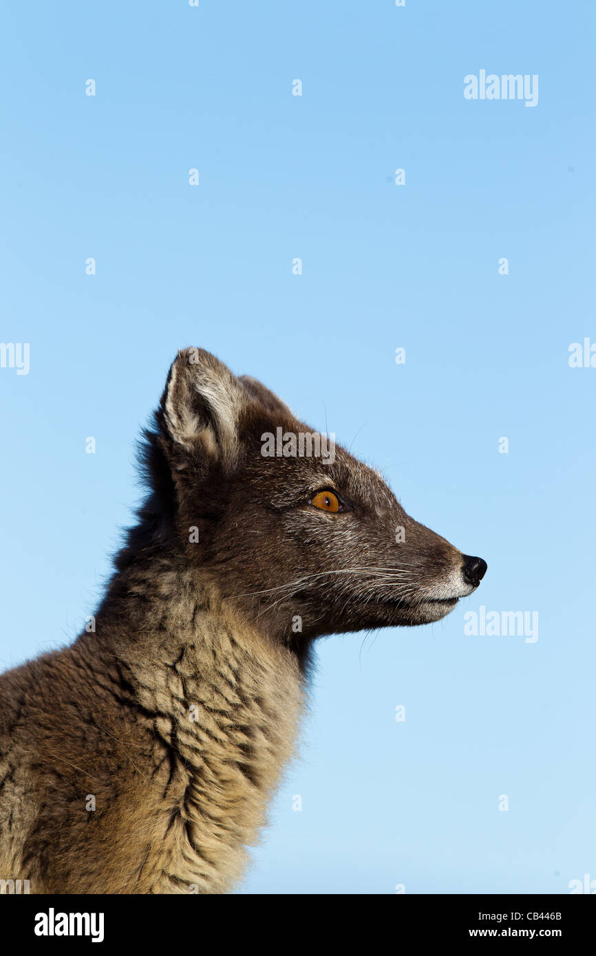 Arctic fox portraits Stock Photo
