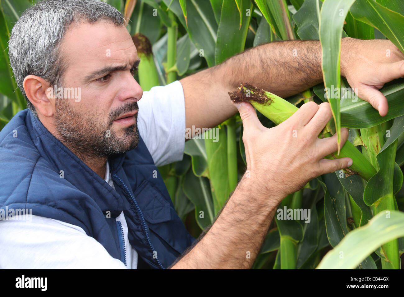 Farmer inspecting crop Stock Photo - Alamy