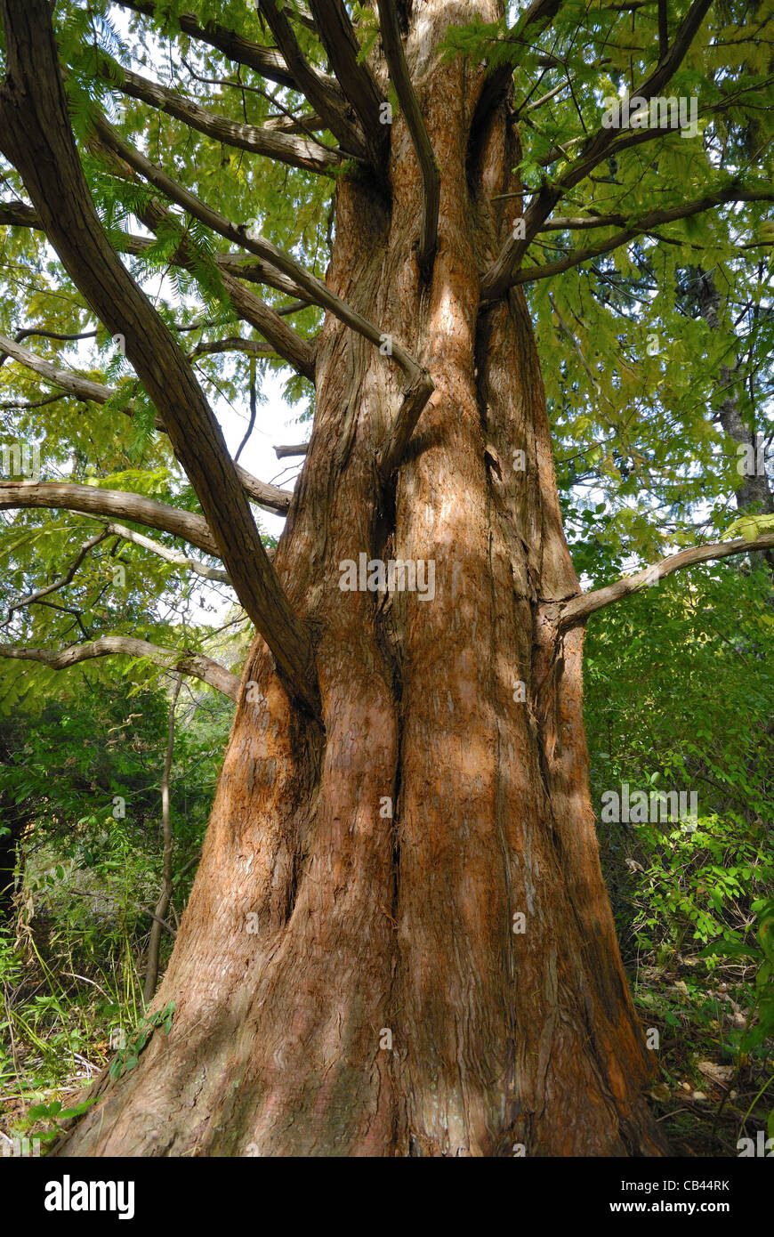 Stringwood Extinct Extinct species of conifer hi-res stock photography and images - Alamy