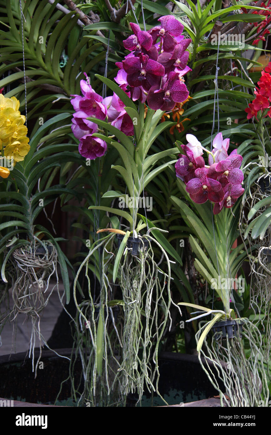 Orchids at Jim Thompson House Museum, Bangkok Stock Photo
