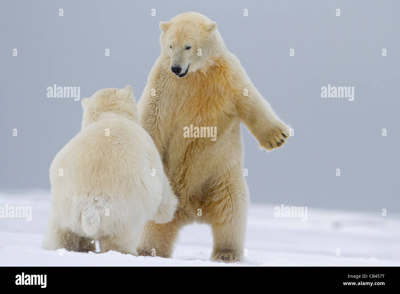 Two Polar Bears (Ursus maritimus) playfully fighting in arctic snow on a beach at Kaktovik, Barter Island, Alaska in October Stock Photo