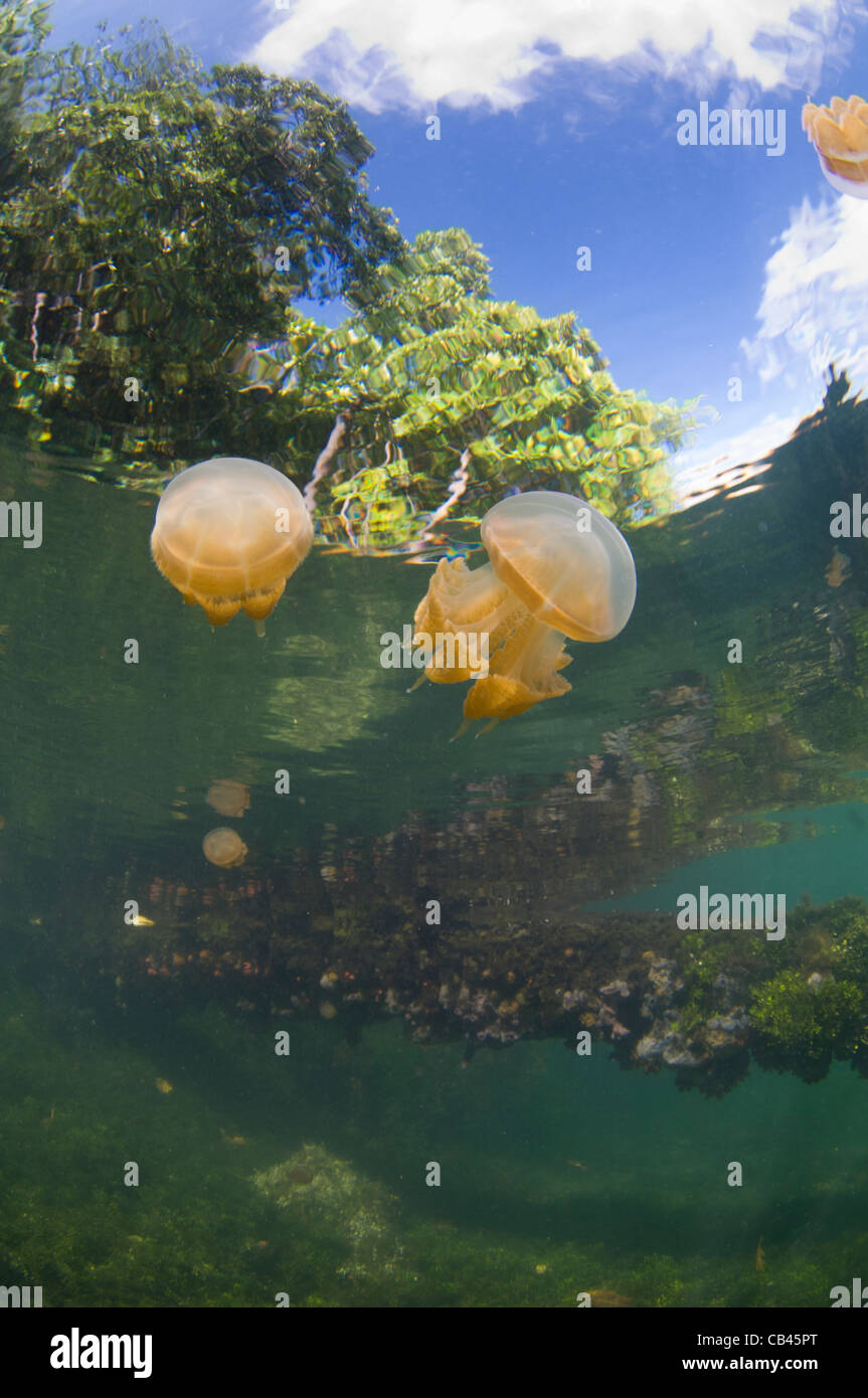 Stingless jellyfish in the water column and on the bottom, Mastigias sp., Jellyfish Lake, Kakaban Island Kalimantan Borneo Stock Photo