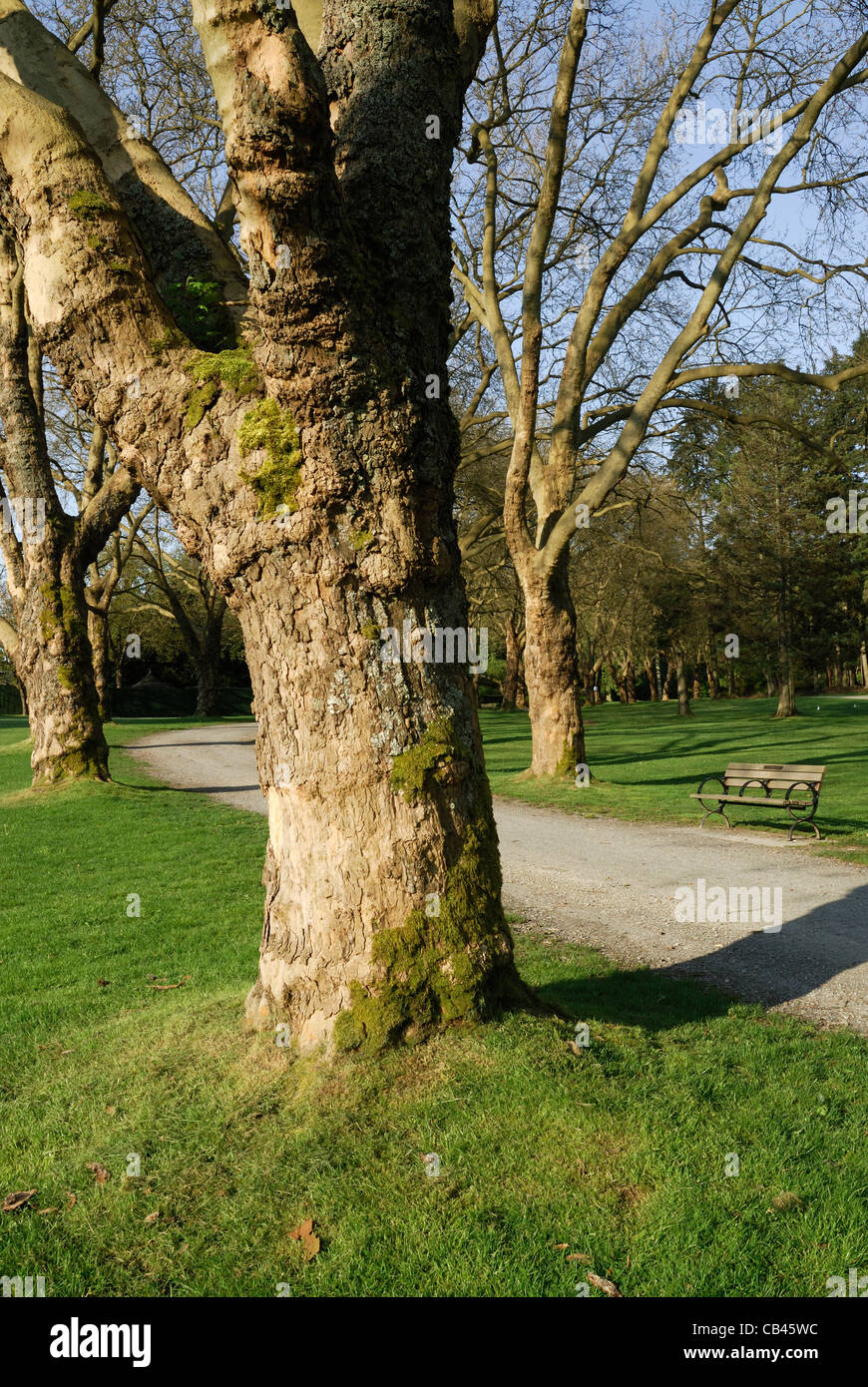London plane trees along a pathway in Stanley Park, Vancouver. Stock Photo