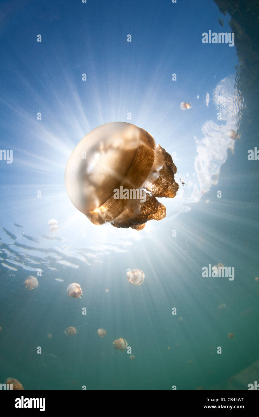 Sunrays illuminate a jellyfish, Mastigias sp., Jellyfish Lake, Kakaban Island, Kalimantan, Borneo, Indonesia, Pacific Ocean Stock Photo
