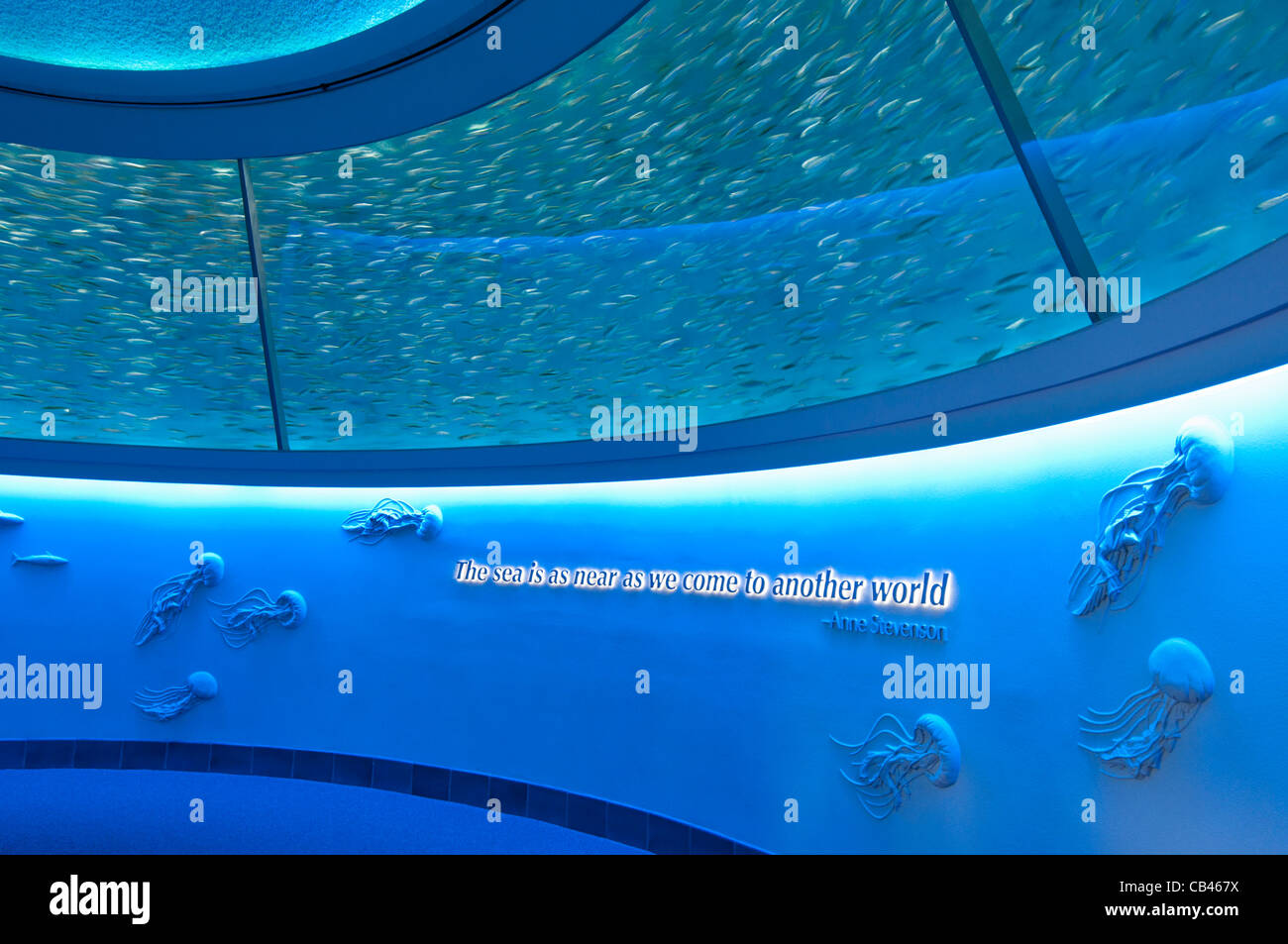 The magnificent Open Sea Exhibit at the Monterey Bay Aquarium. Stock Photo