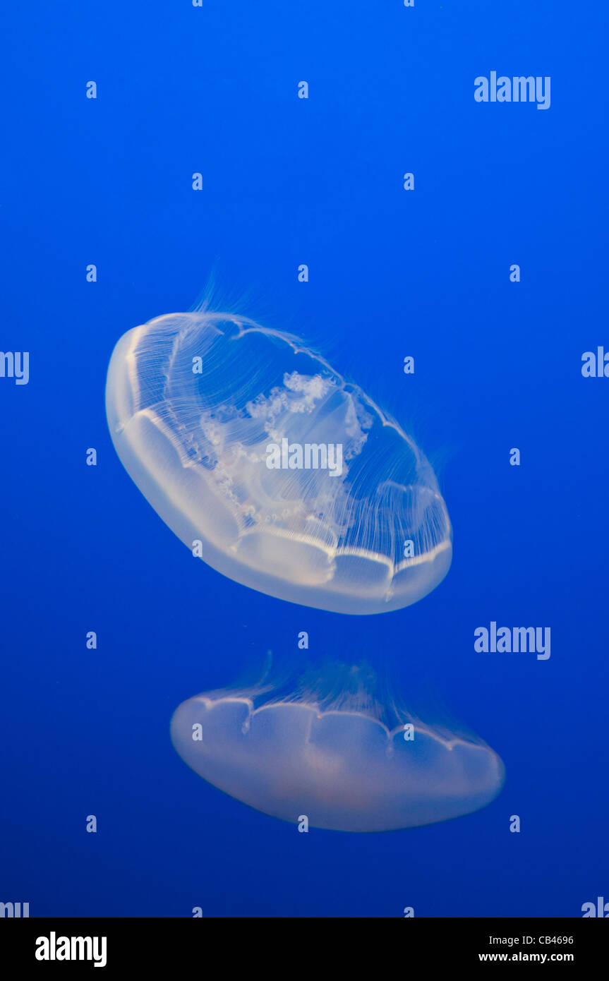 The Moon Jelly, Aurelia labiata, are named for their translucent, moonlike circular bells. Stock Photo