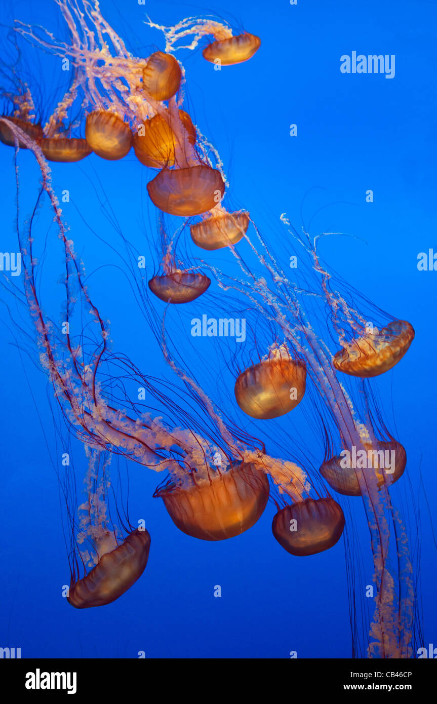The Pacific Sea Nettle, Chrysaora fuscescens is a common free-floating scyphozoa that lives in the Pacific Ocean. Stock Photo