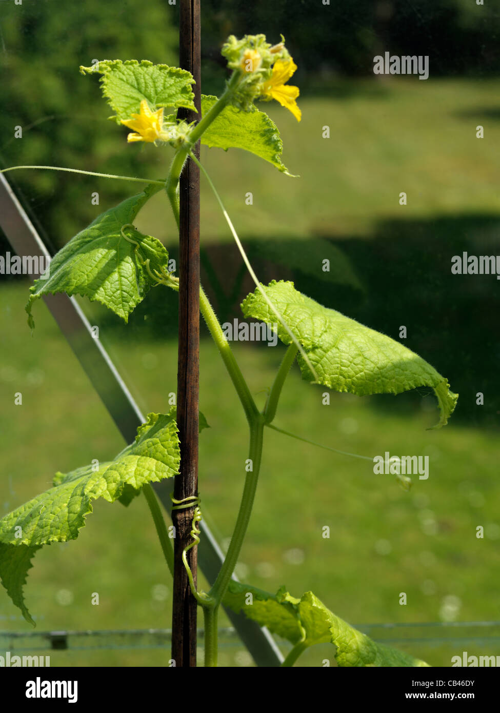 Cucumber Plant with tendrils Climbing Stock Photo Alamy