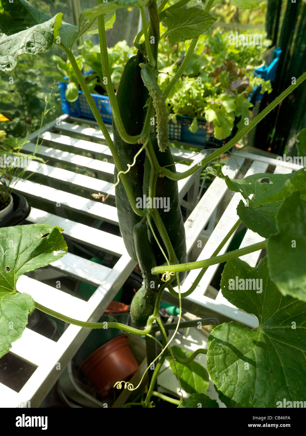 Cucumber Plant with tendrils Climbing Stock Photo Alamy