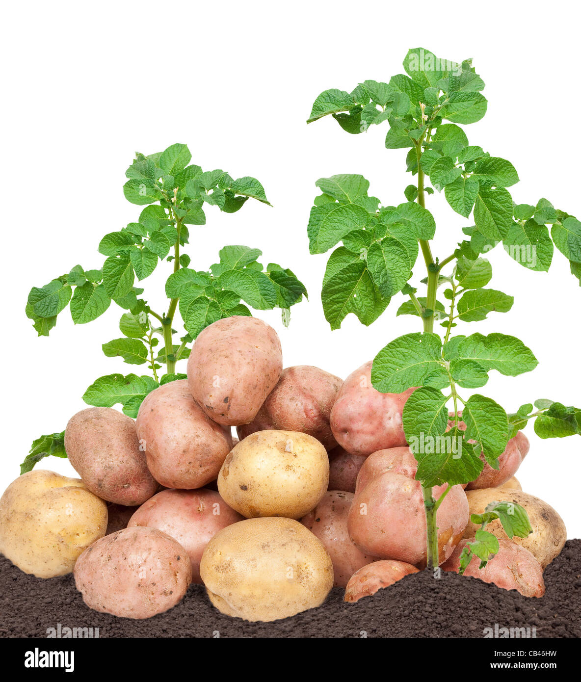 Potato plant hires stock photography and images Alamy