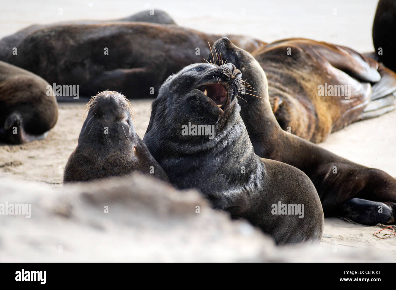 South American sea lions Stock Photo