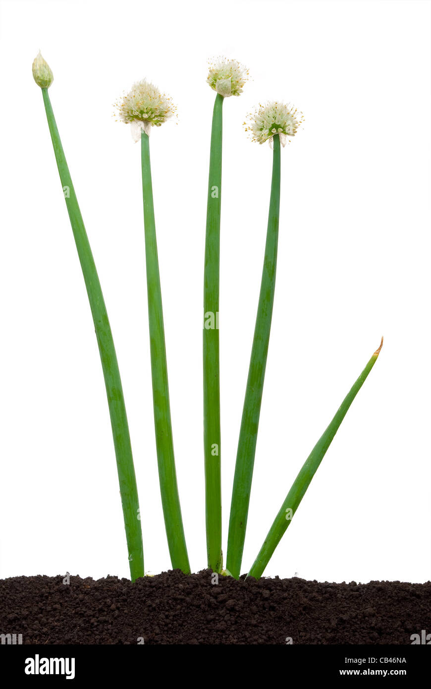 Asian onion hi-res stock photography and images - Alamy