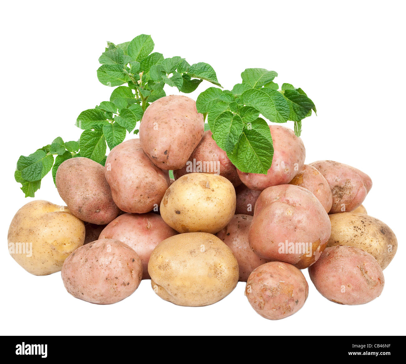 Fresh potatoes with leaves Stock Photo Alamy