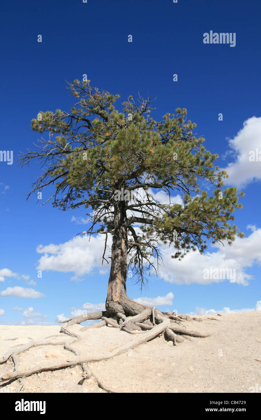 lone evergreen tree on the edge of a cliff with blue sky and clouds Stock Photo