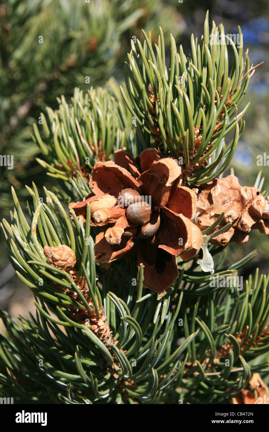 pinyon pine cone on tree with pinyon nuts Stock Photo